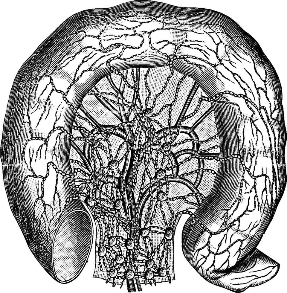 linfáticos de el pequeño intestino, Clásico ilustración. vector