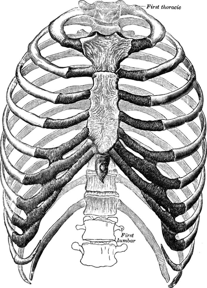 ventral ver de tórax, Clásico ilustración. vector