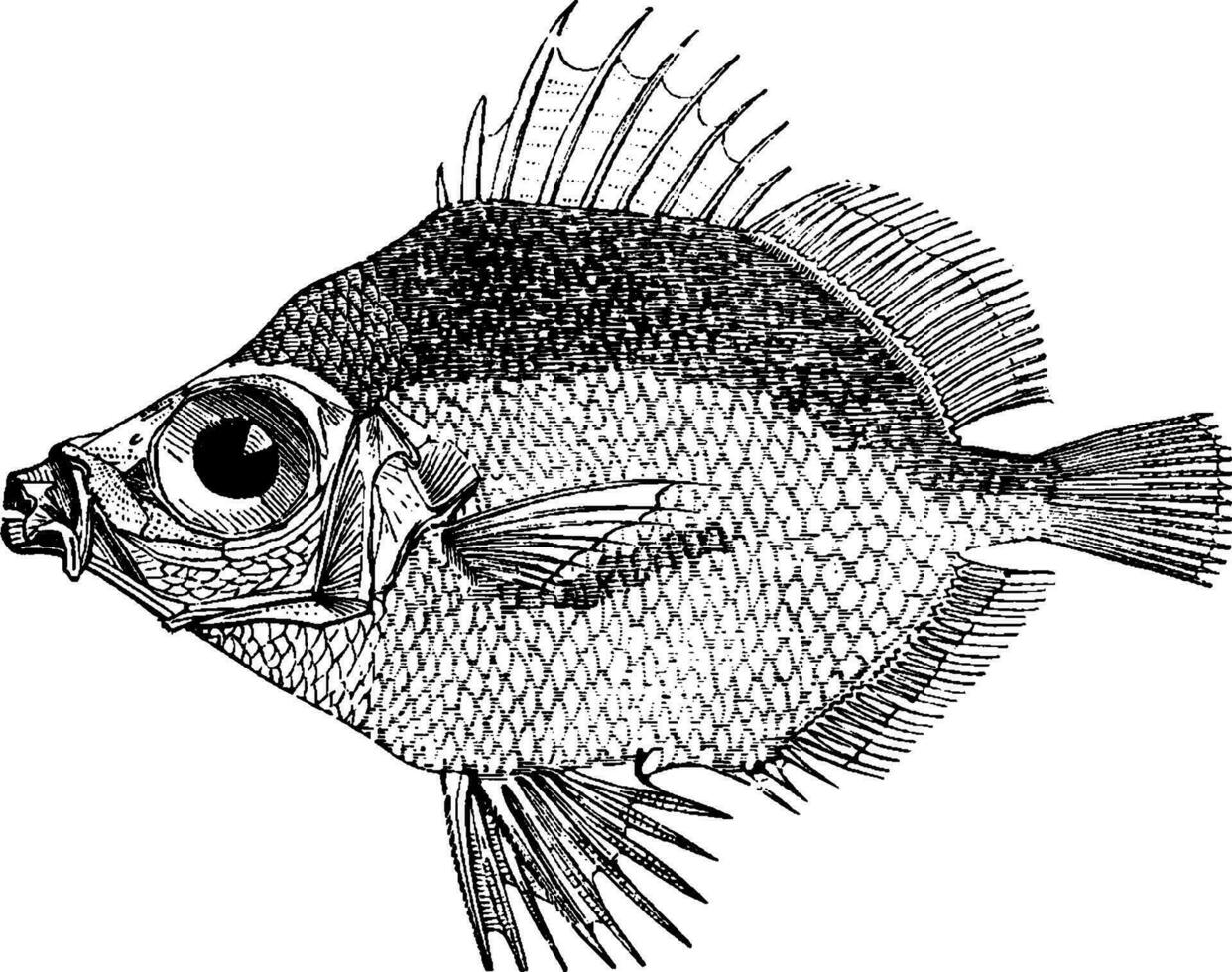 Boarfish, vintage illustration. vector