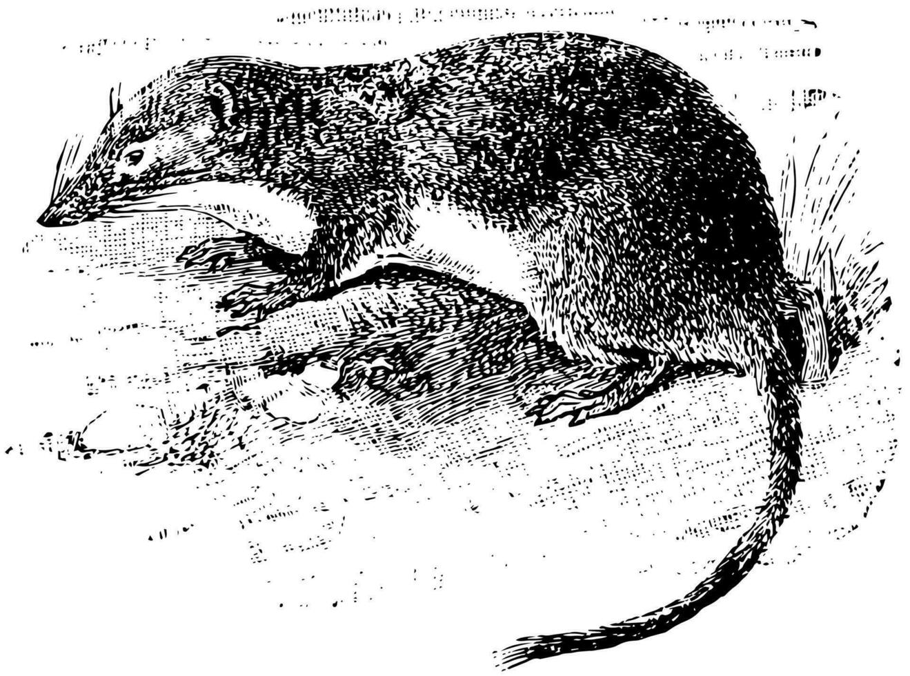 American Water Shrew, vintage illustration. vector