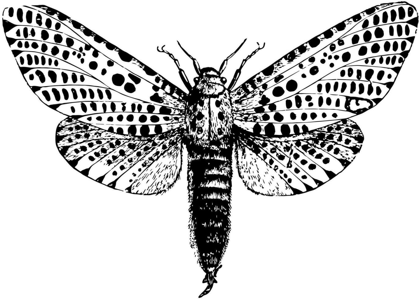 Female Leopard Moth, vintage illustration. vector