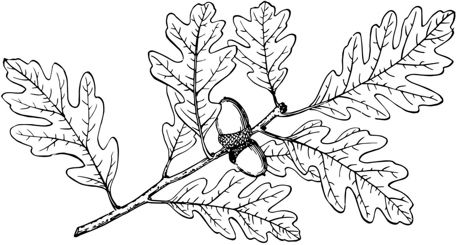 Branch of Gambel Oak vintage illustration. vector