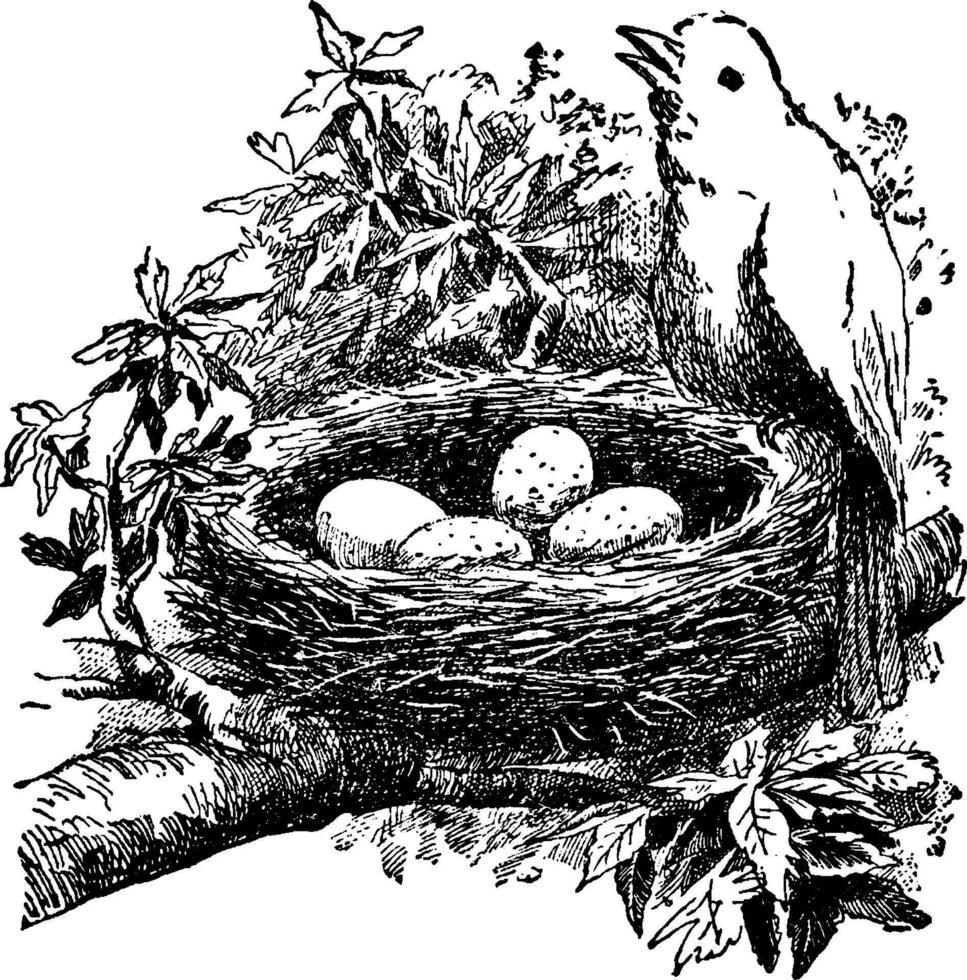 Bird and nest, vintage illustration. vector