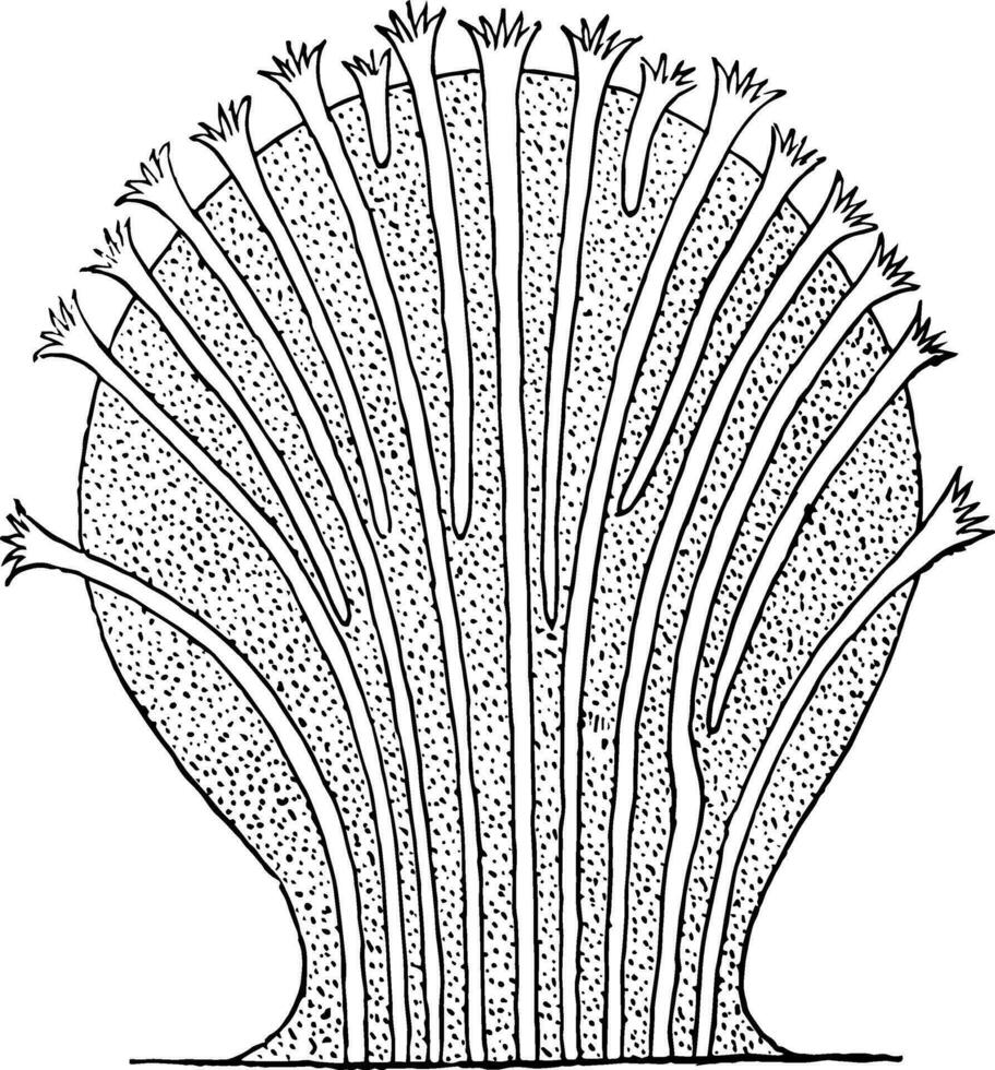 alcyonacea alcionaria, Clásico ilustración. vector