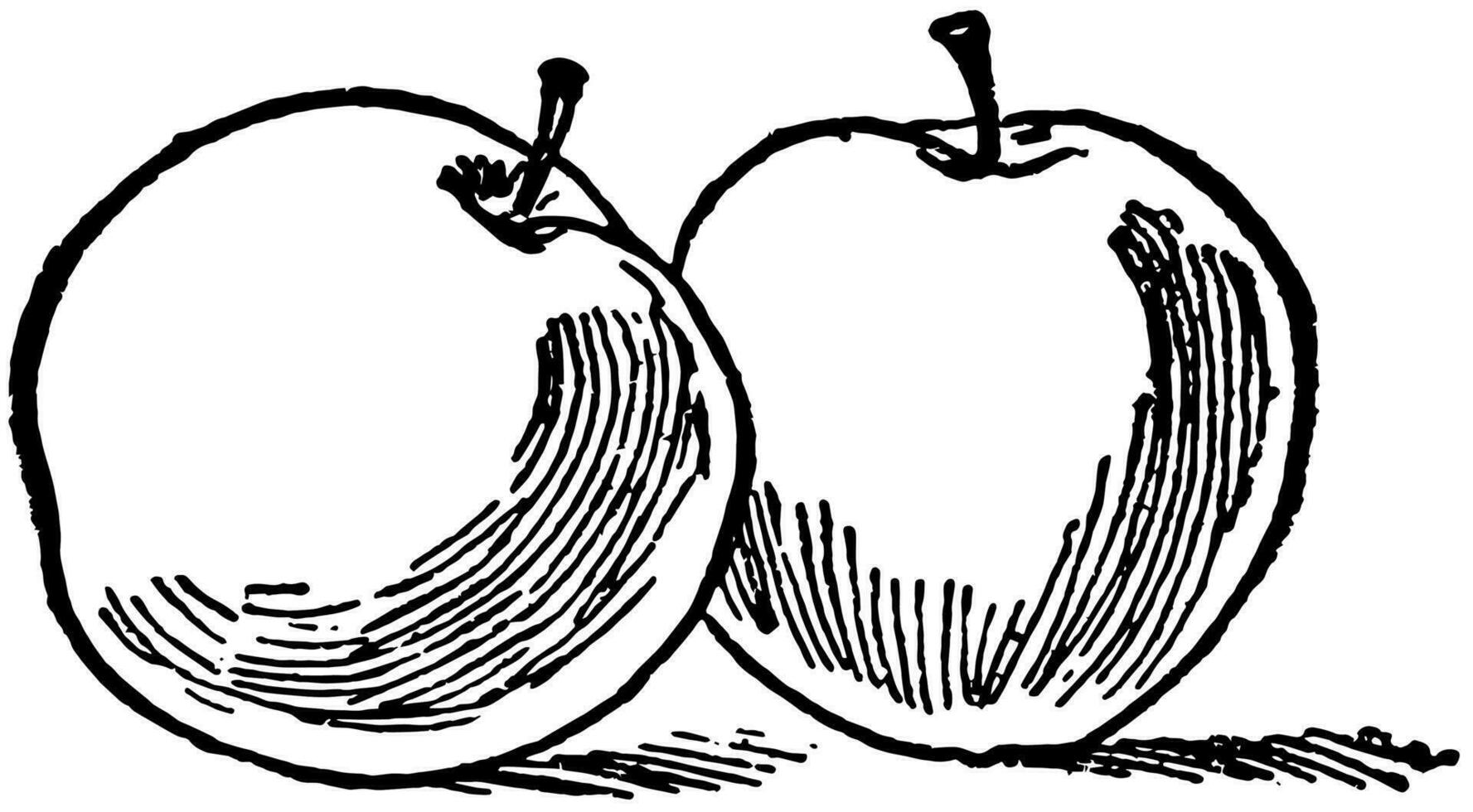 Two apples, vintage illustration vector