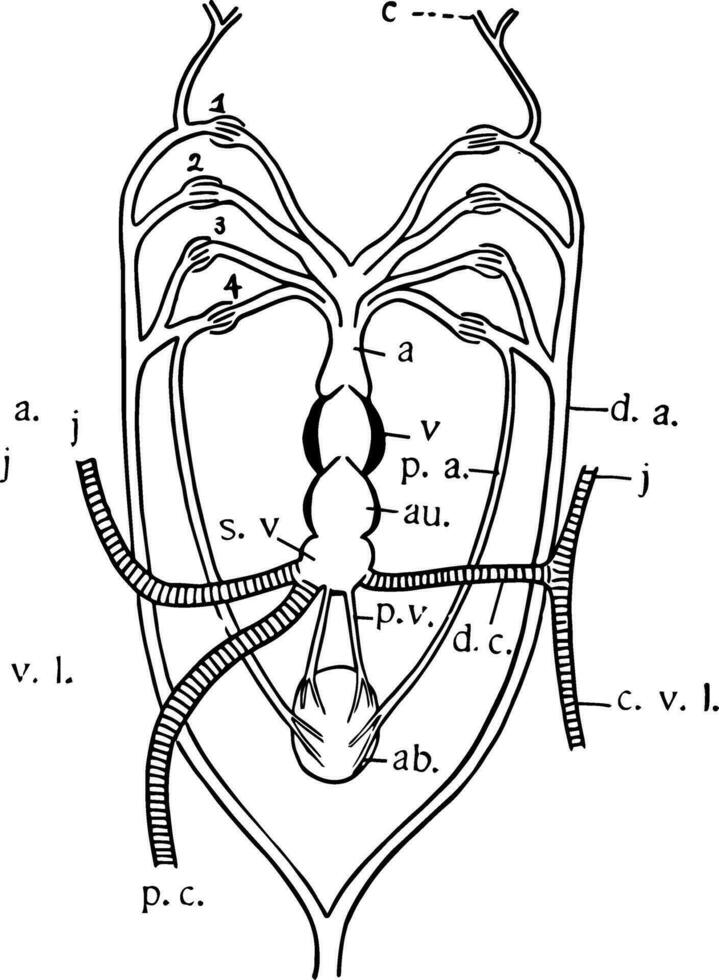 Queensland pez pulmonado corazón, Clásico ilustración vector