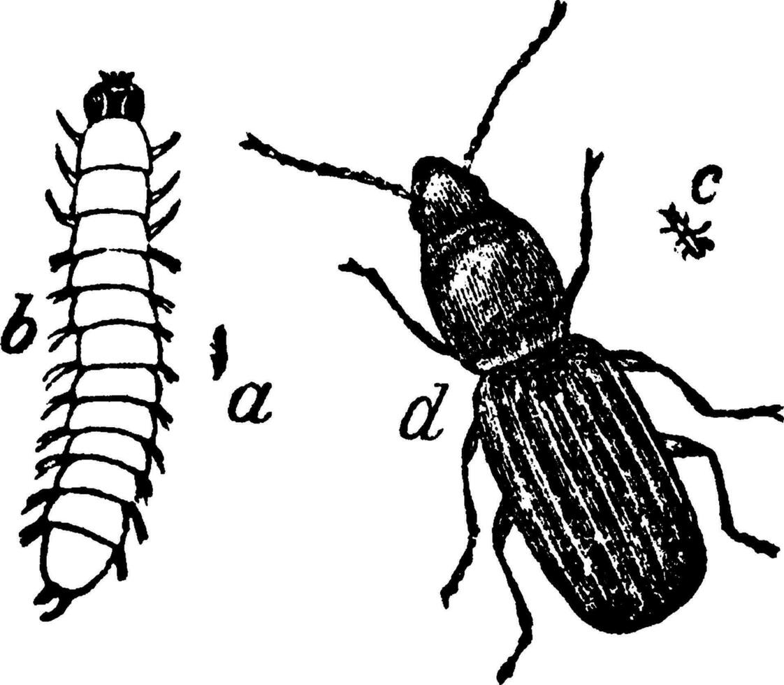 Corn Beetle, vintage illustration. vector
