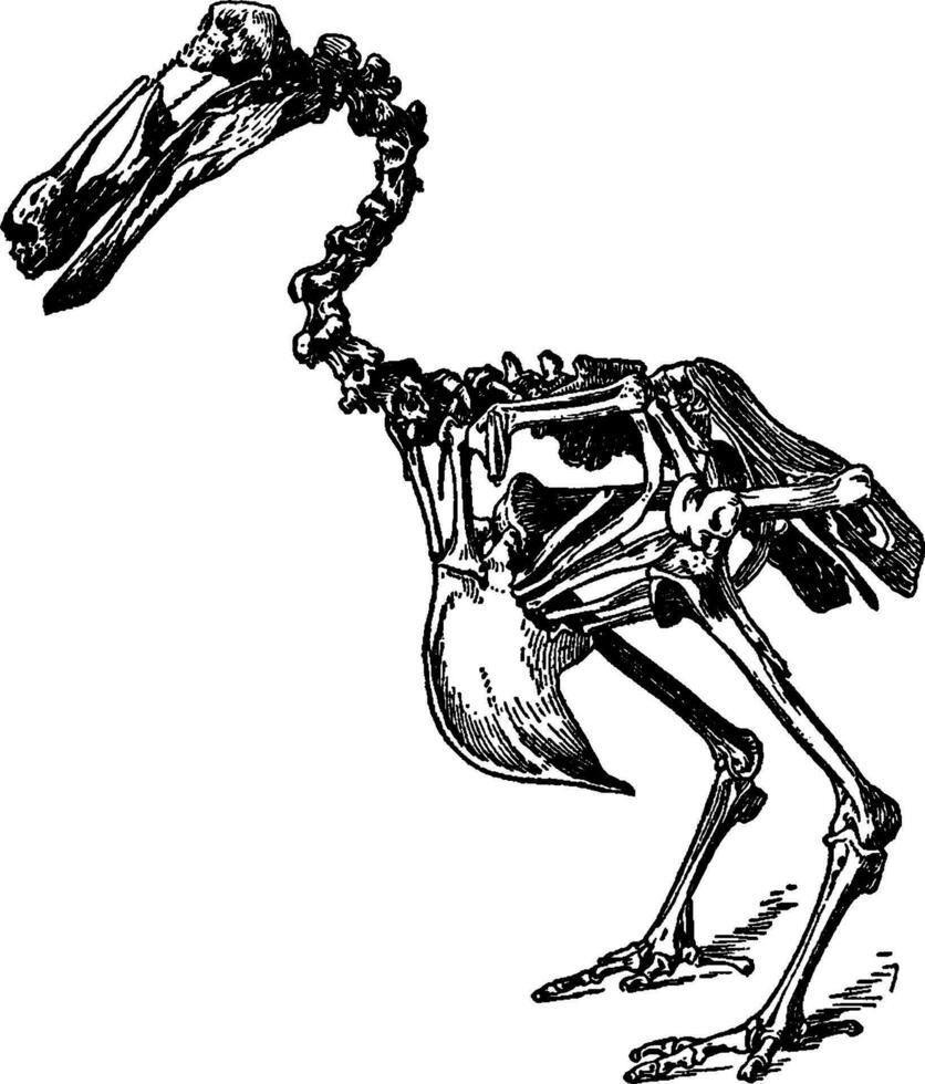 Dodo Skeleton, vintage illustration. vector