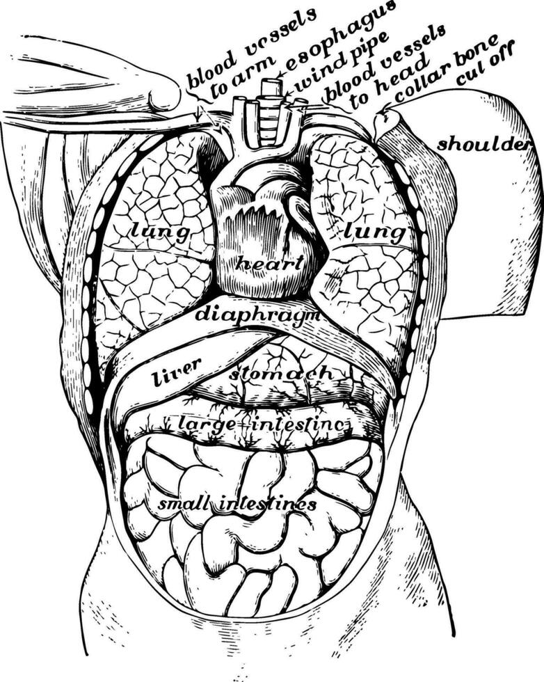 View of Organs from the Front, vintage illustration vector