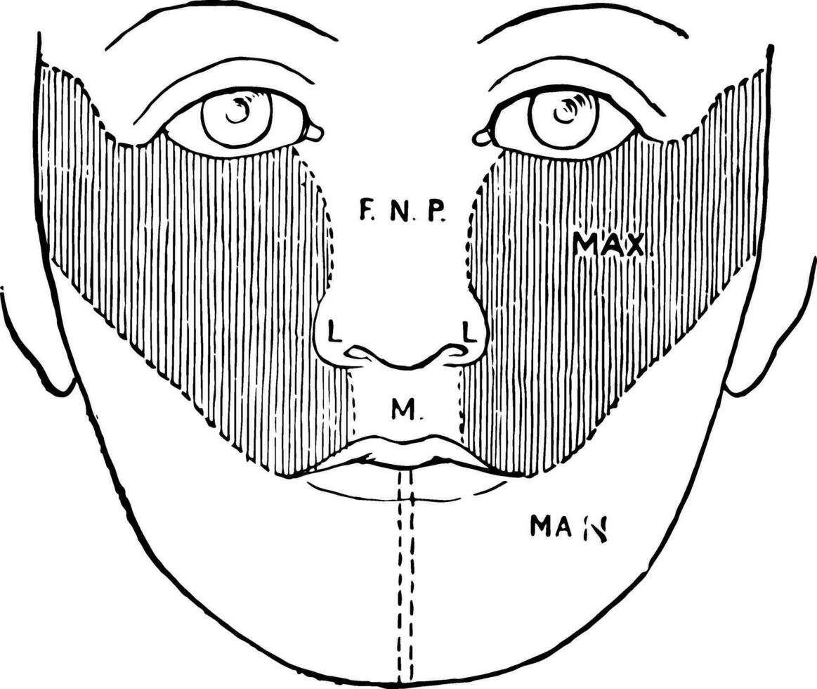 Development of the Face, vintage illustration vector