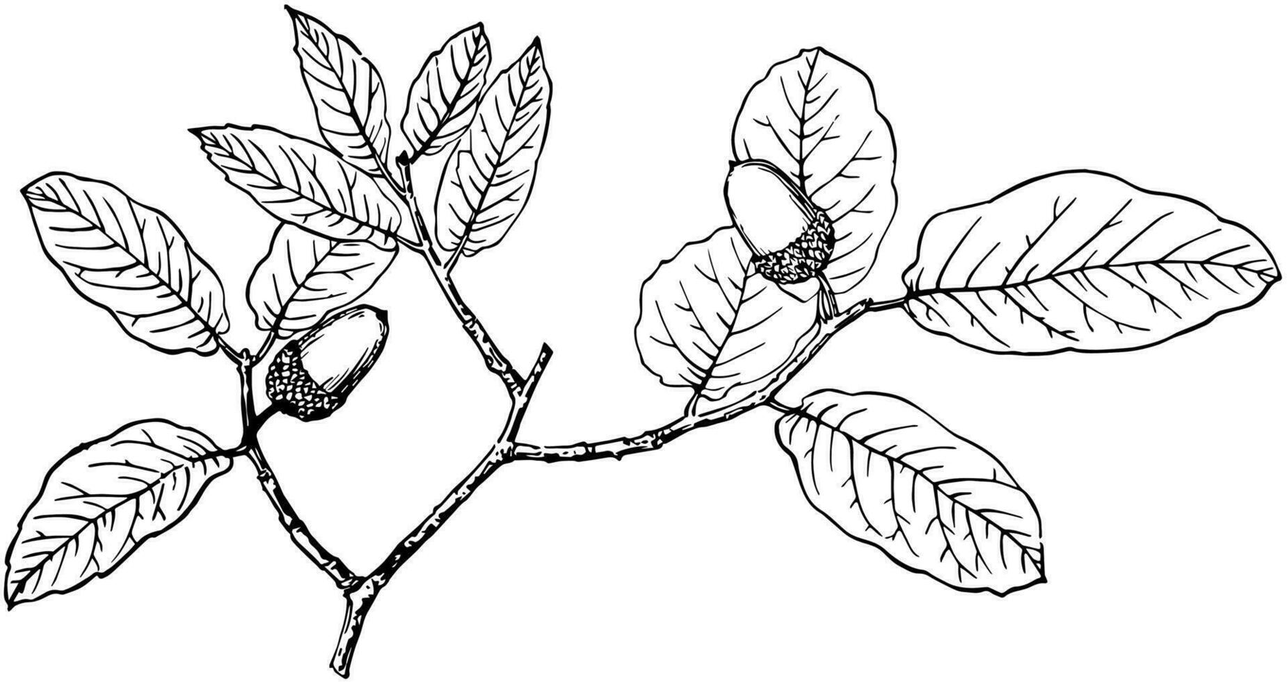 Branch of Arizona White Oak vintage illustration. vector