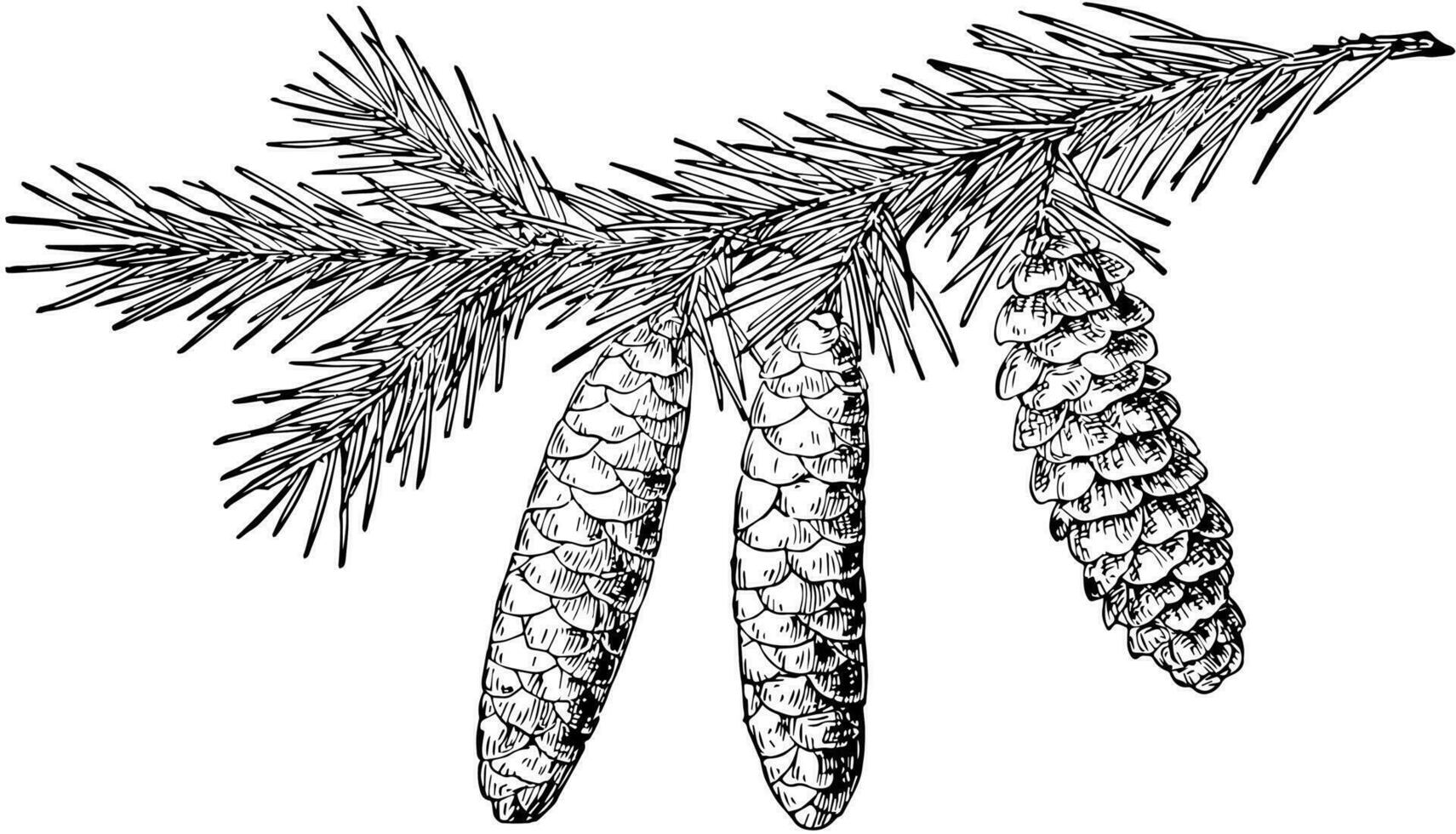 blanco abeto pino cono Clásico ilustración. vector