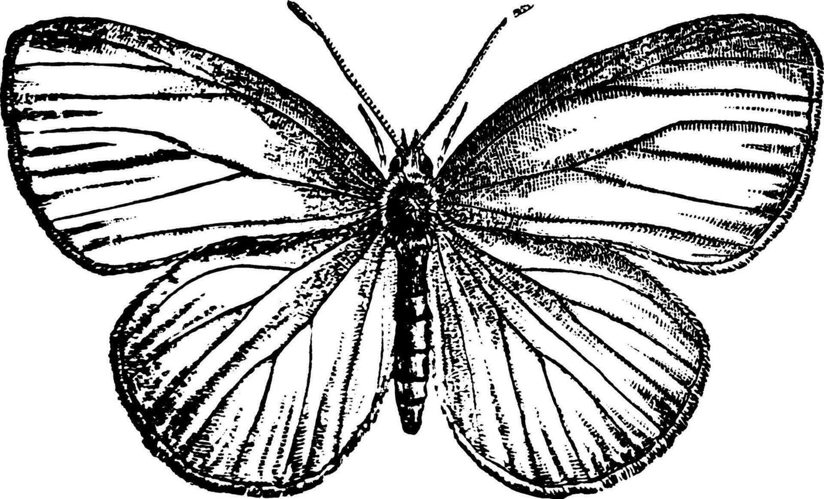 maceta hierba mariposa, Clásico ilustración. vector