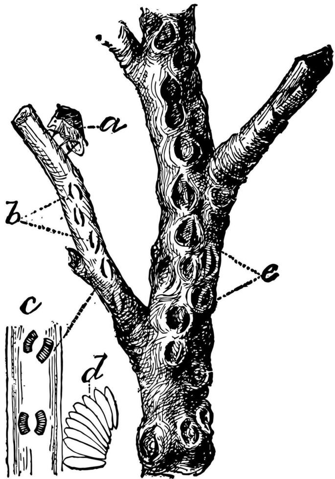 Buffalo Tree Hopper, vintage illustration. vector