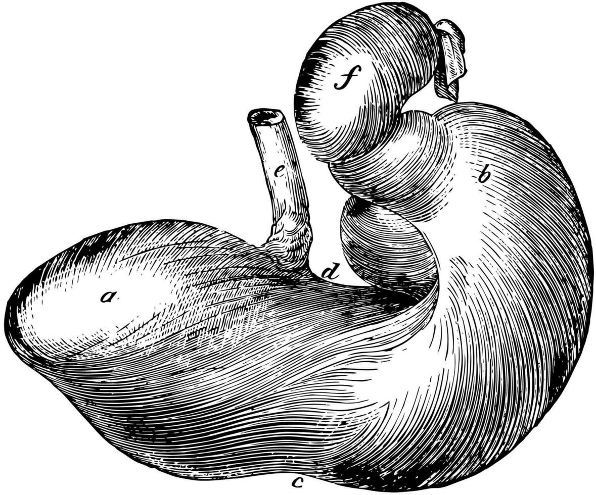 Horse Stomach, vintage illustration. vector
