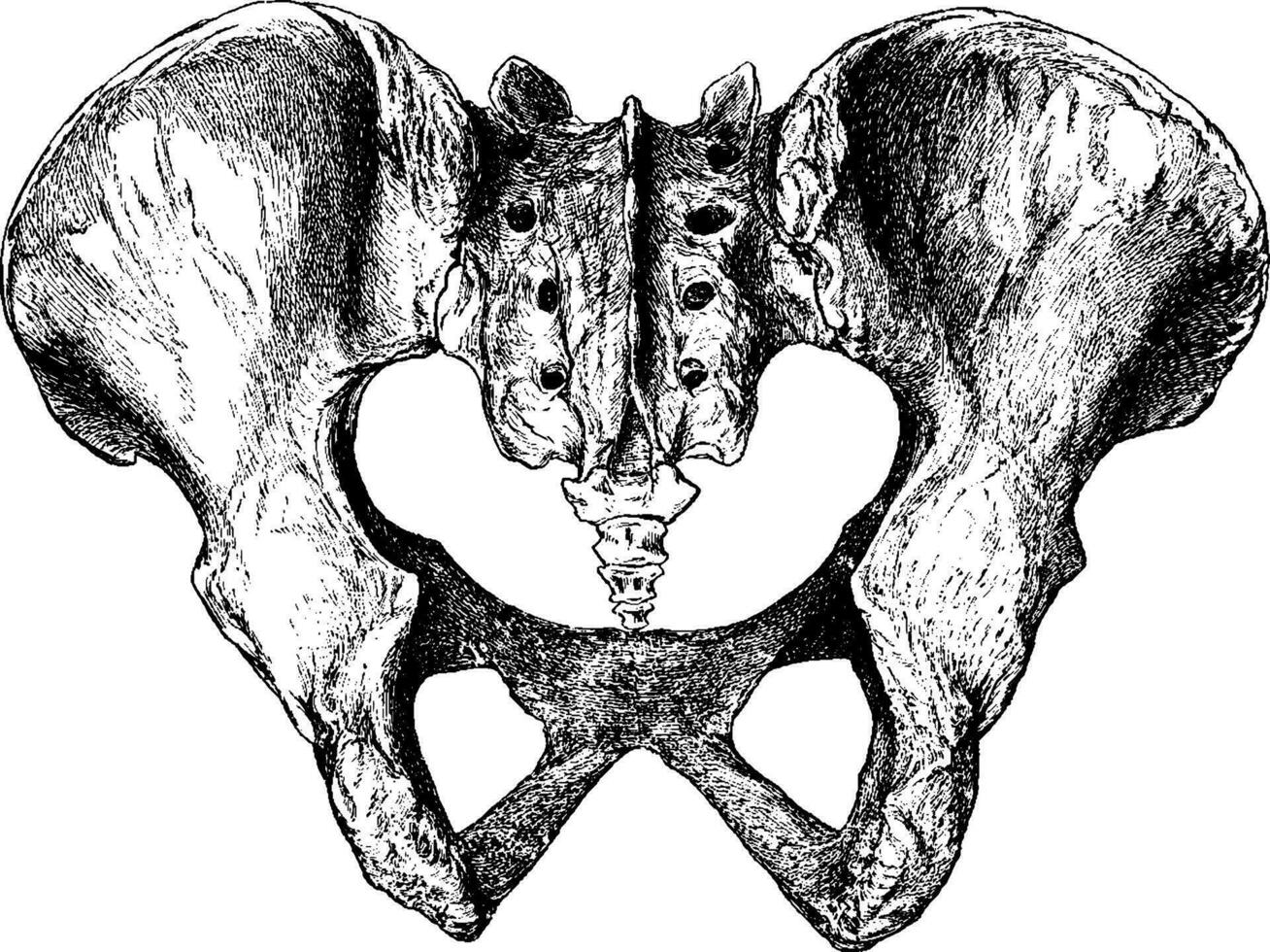 pelvis desde detrás, Clásico ilustración. vector