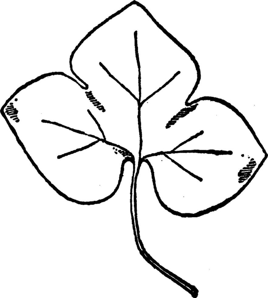 Leaf of Liverwort have simple three corner leave pattern, vintage engraving. vector