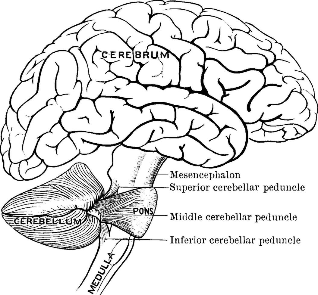Connection of the Brain Parts, vintage illustration vector