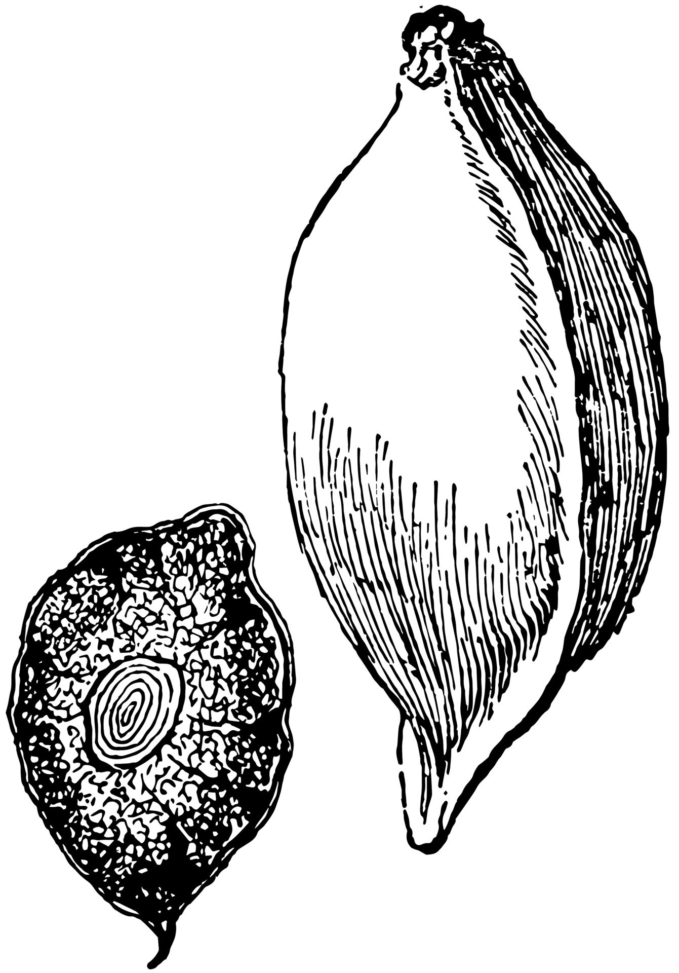 Terminalia Catappa vintage illustration. 35365890 Vector Art at Vecteezy