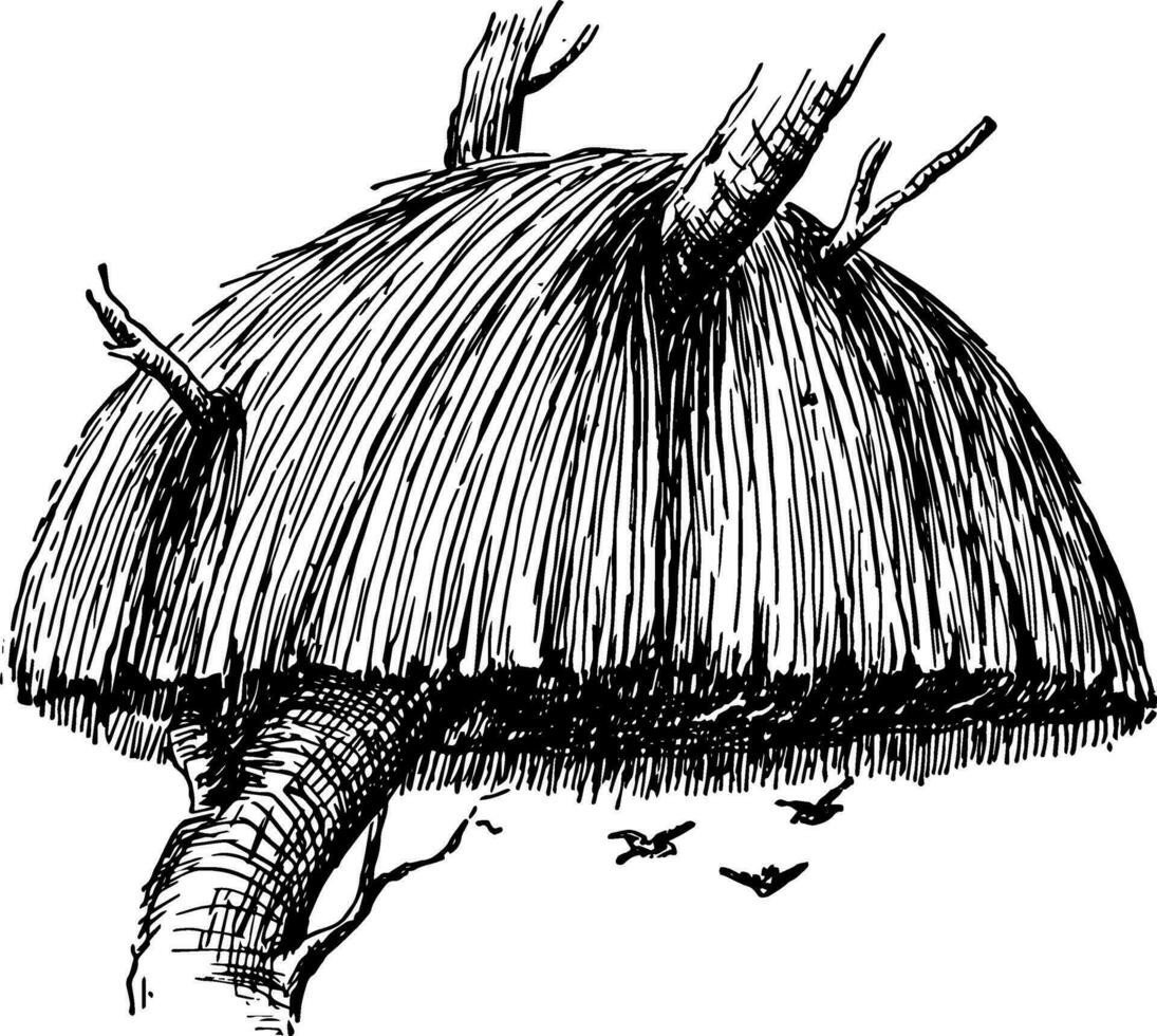 tejedor pájaro nido, Clásico ilustración. vector