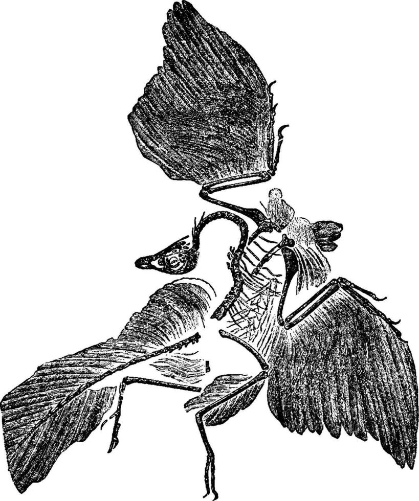 Archaeopteryx Fossil, vintage illustration. vector