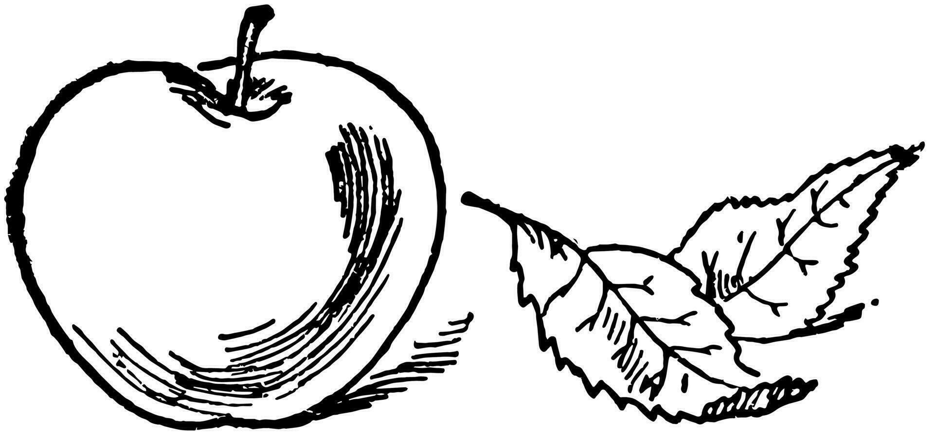 One apple, vintage illustration vector