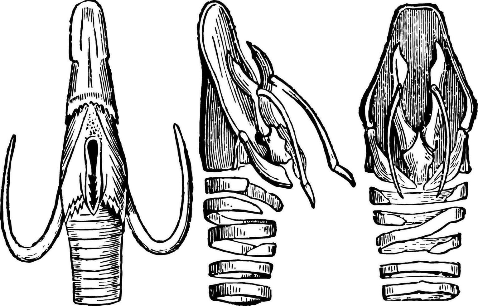 Vocal Apparatus Contracted and Distended, vintage illustration. vector