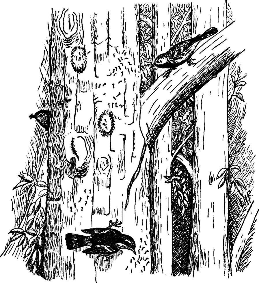 Warblers Eating Caterpillars, vintage illustration. vector