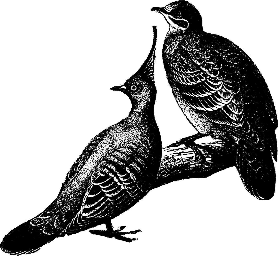 Doves, vintage illustration. vector