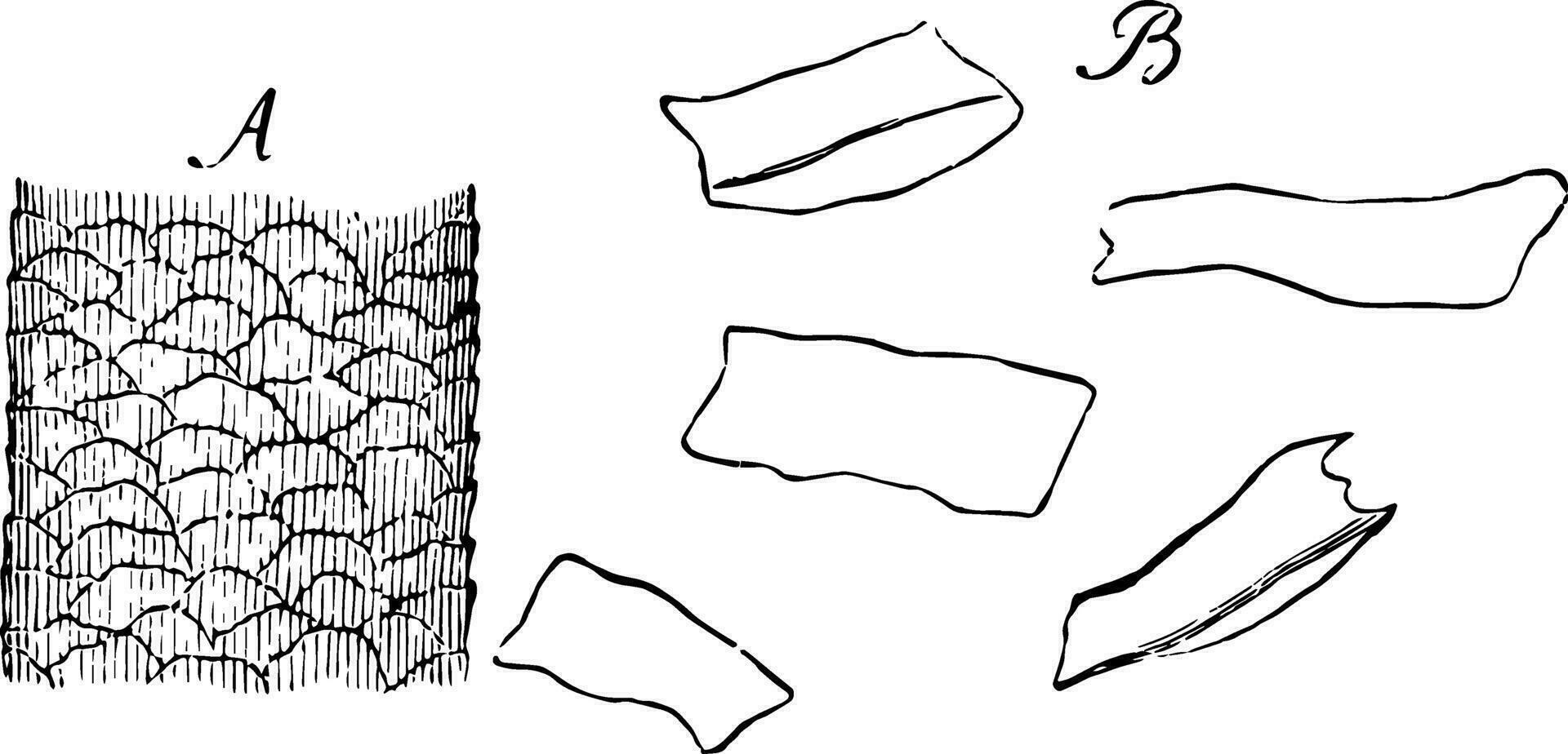magnificado superficie de un cabello, Clásico ilustración. vector