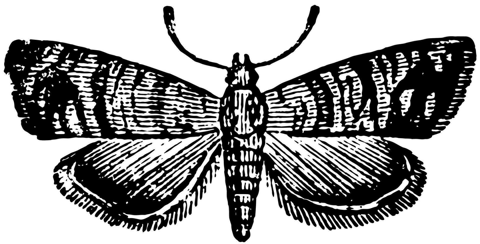 Codlin Moth, vintage illustration. vector