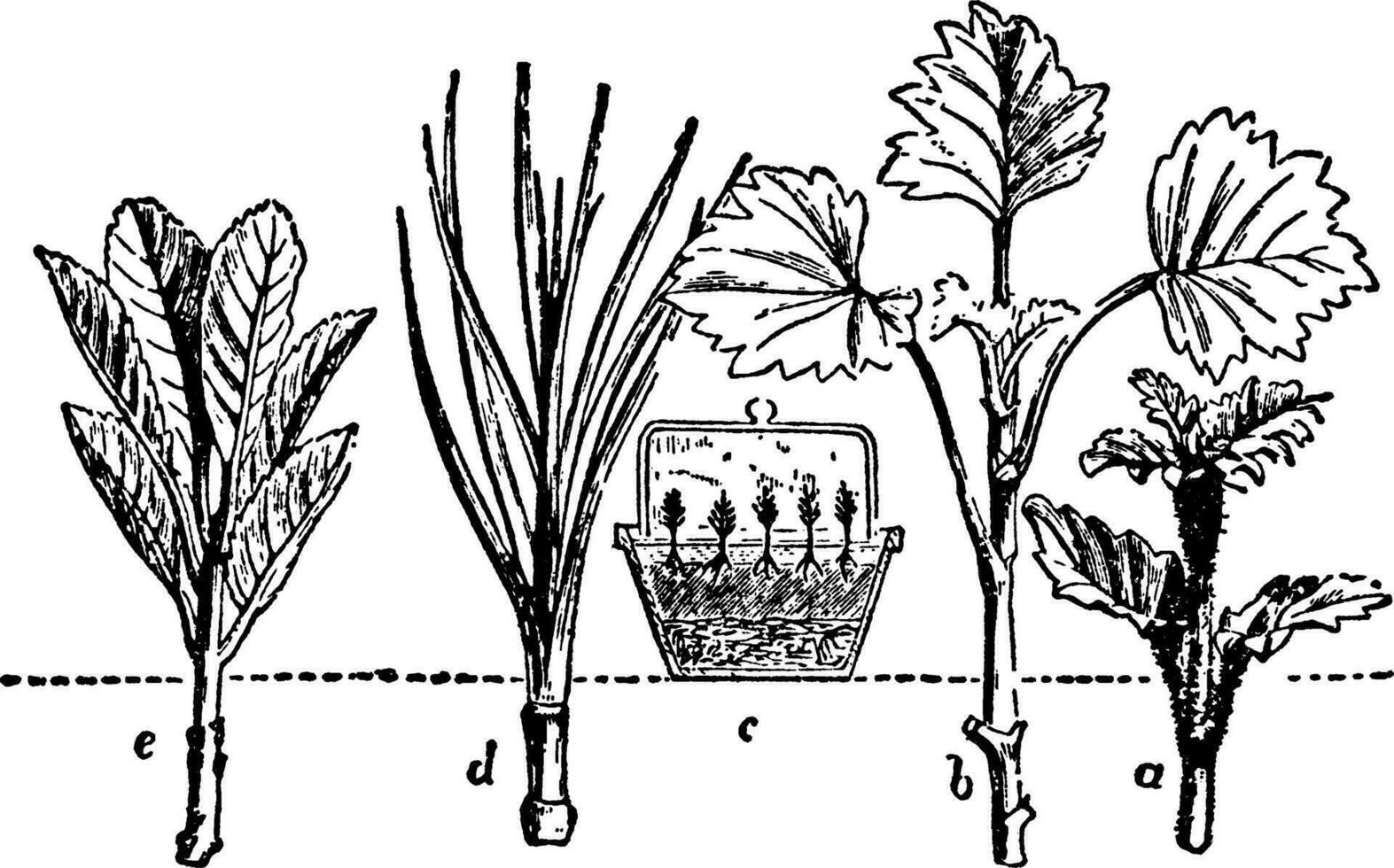 Propagation by Cuttings, vintage illustration. vector