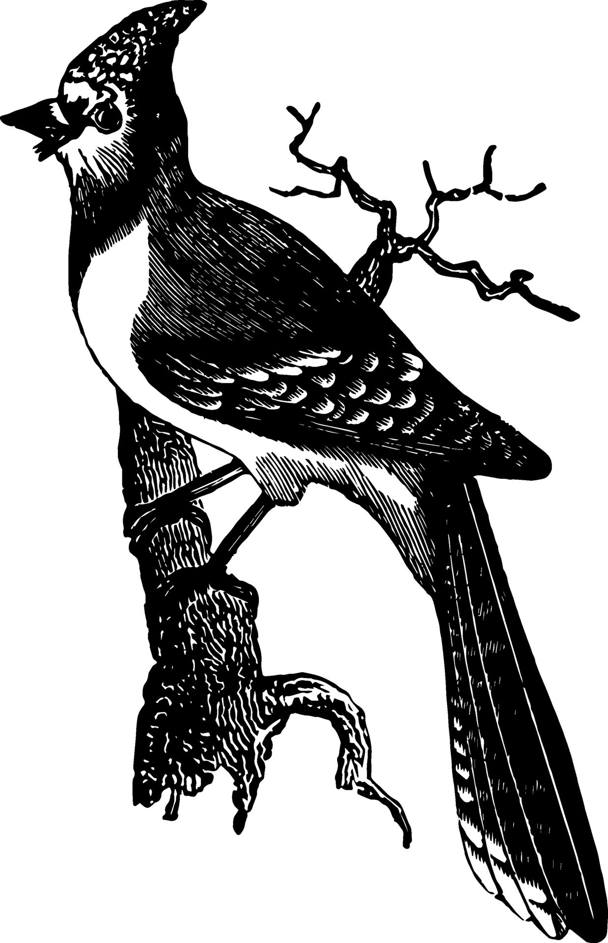 American Blue Jay, vintage illustration. 35365961 Vector Art at Vecteezy