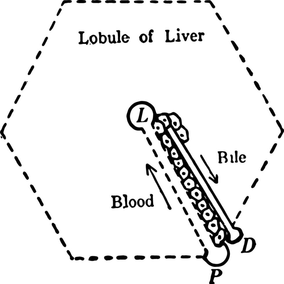 Liver Structure, vintage illustration. vector