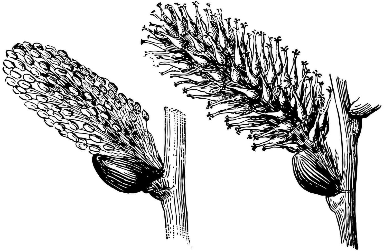 Pistillate Catkin vintage illustration. vector