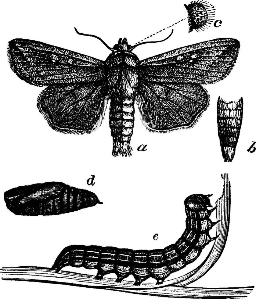 Army Worm, vintage illustration. vector