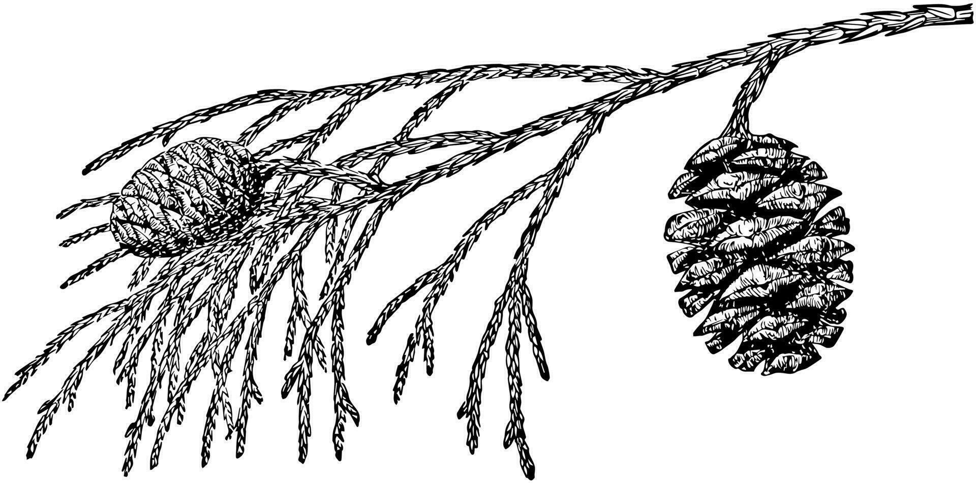 pino cono de grande árbol Clásico ilustración. vector