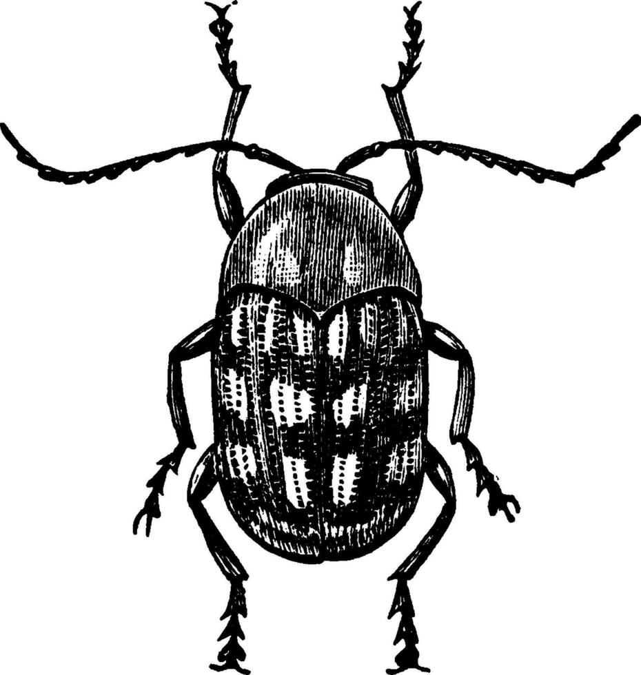 Cryptocephalus, vintage illustration. vector