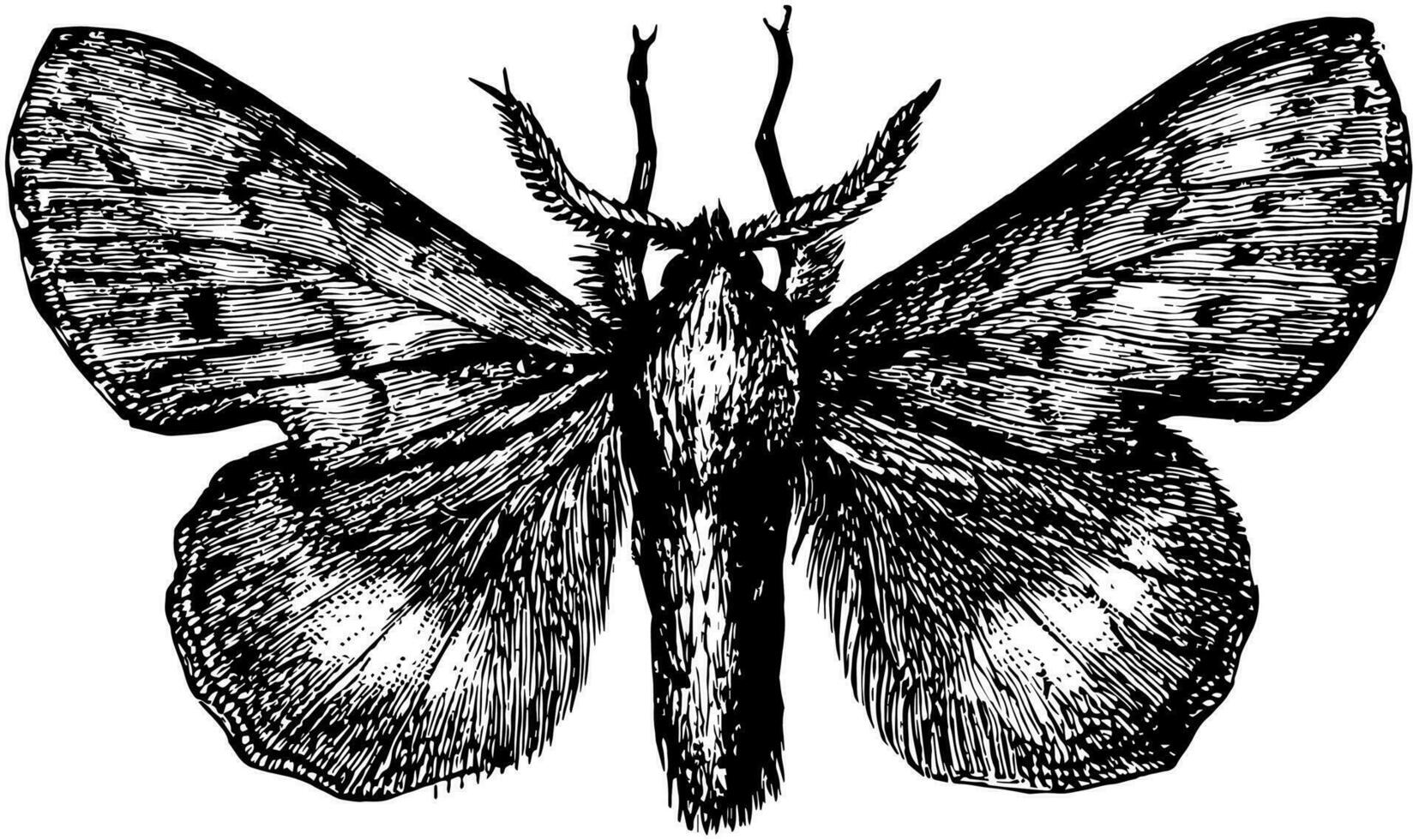 Lappet Moth, vintage illustration. vector