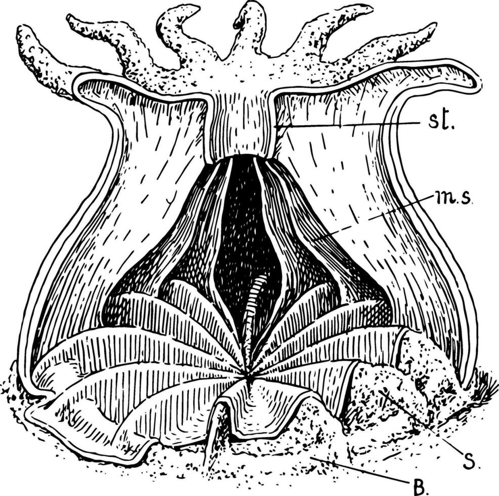 coral caparazón, Clásico ilustración. vector