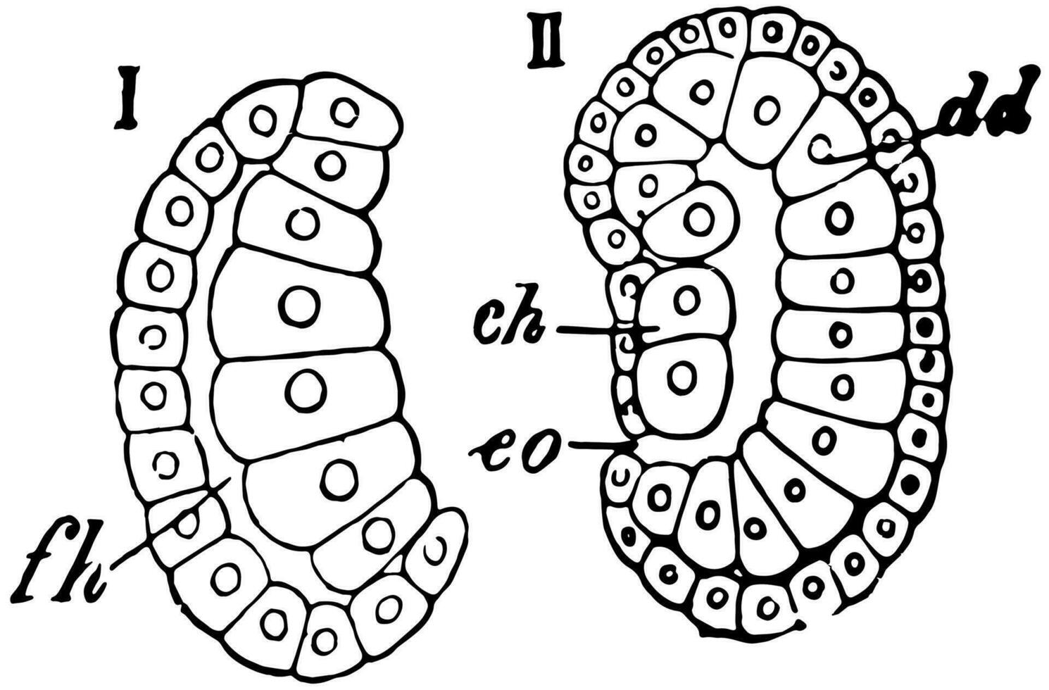 Sea Squirt Gastrulation, vintage illustration. vector