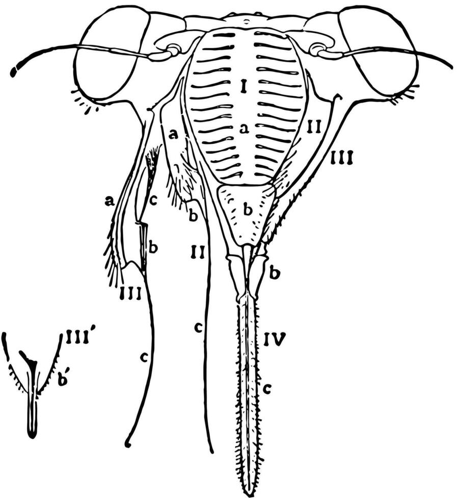 Head of Cicada, vintage illustration. vector