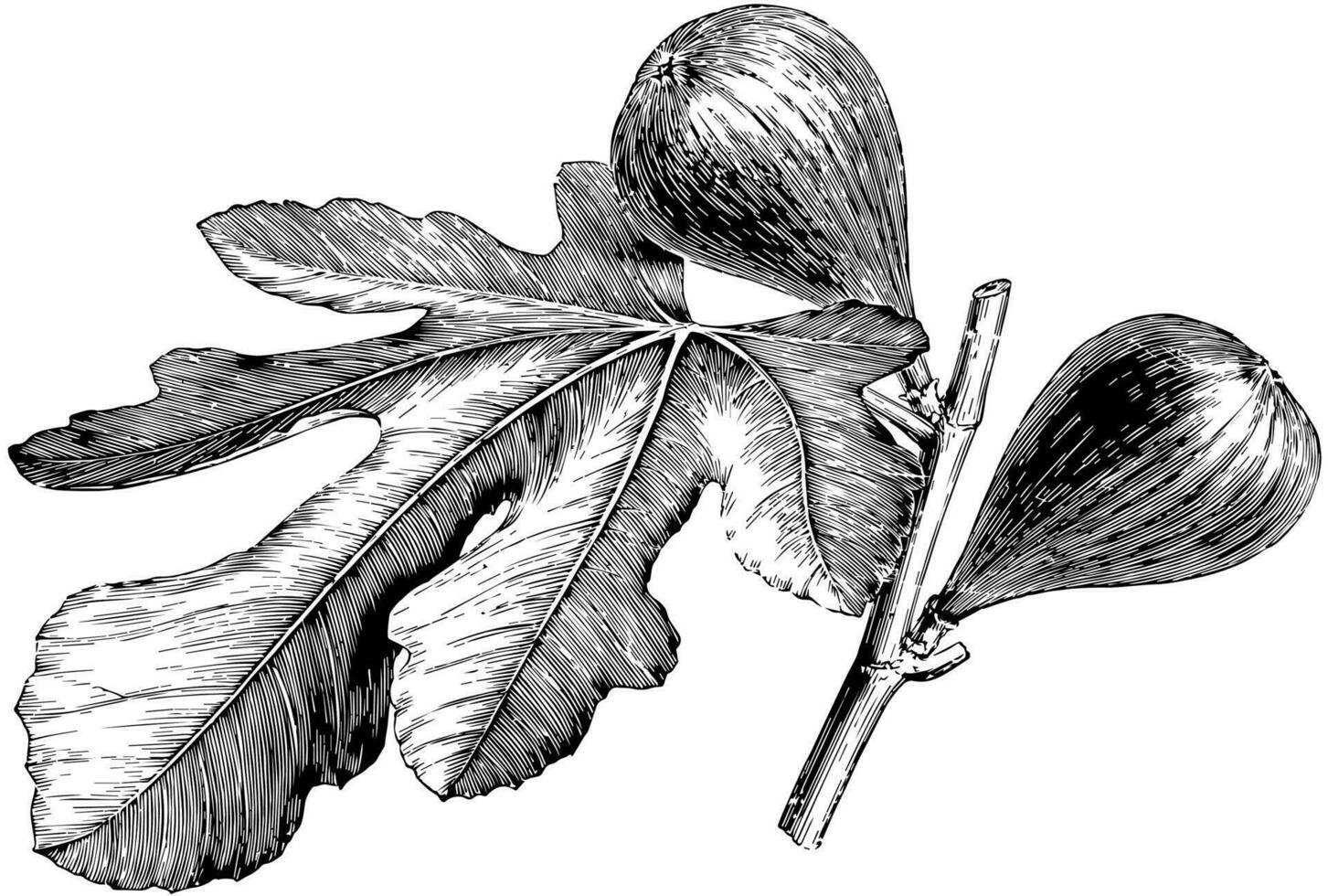 Fruiting Branch of Fig vintage illustration. vector