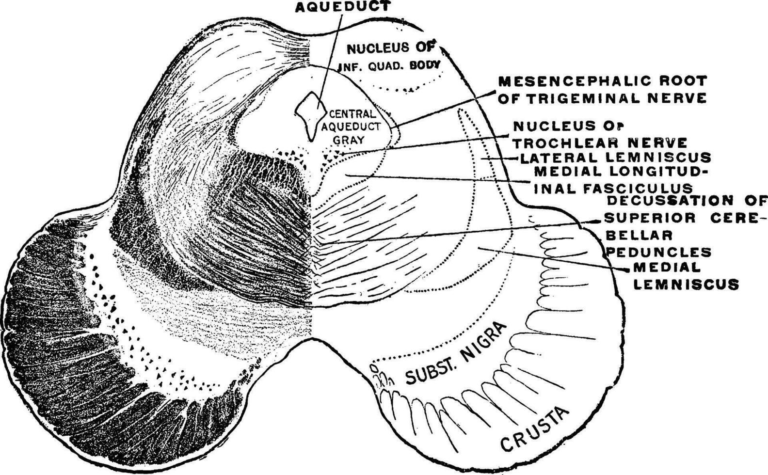 Section Through the Midbrain, vintage illustration vector