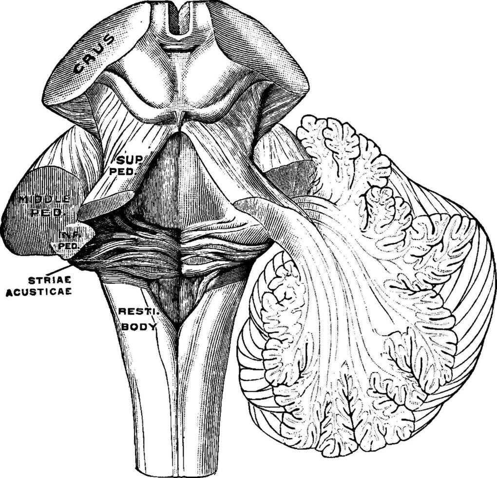 Peduncles of the Cerebellum, vintage illustration vector