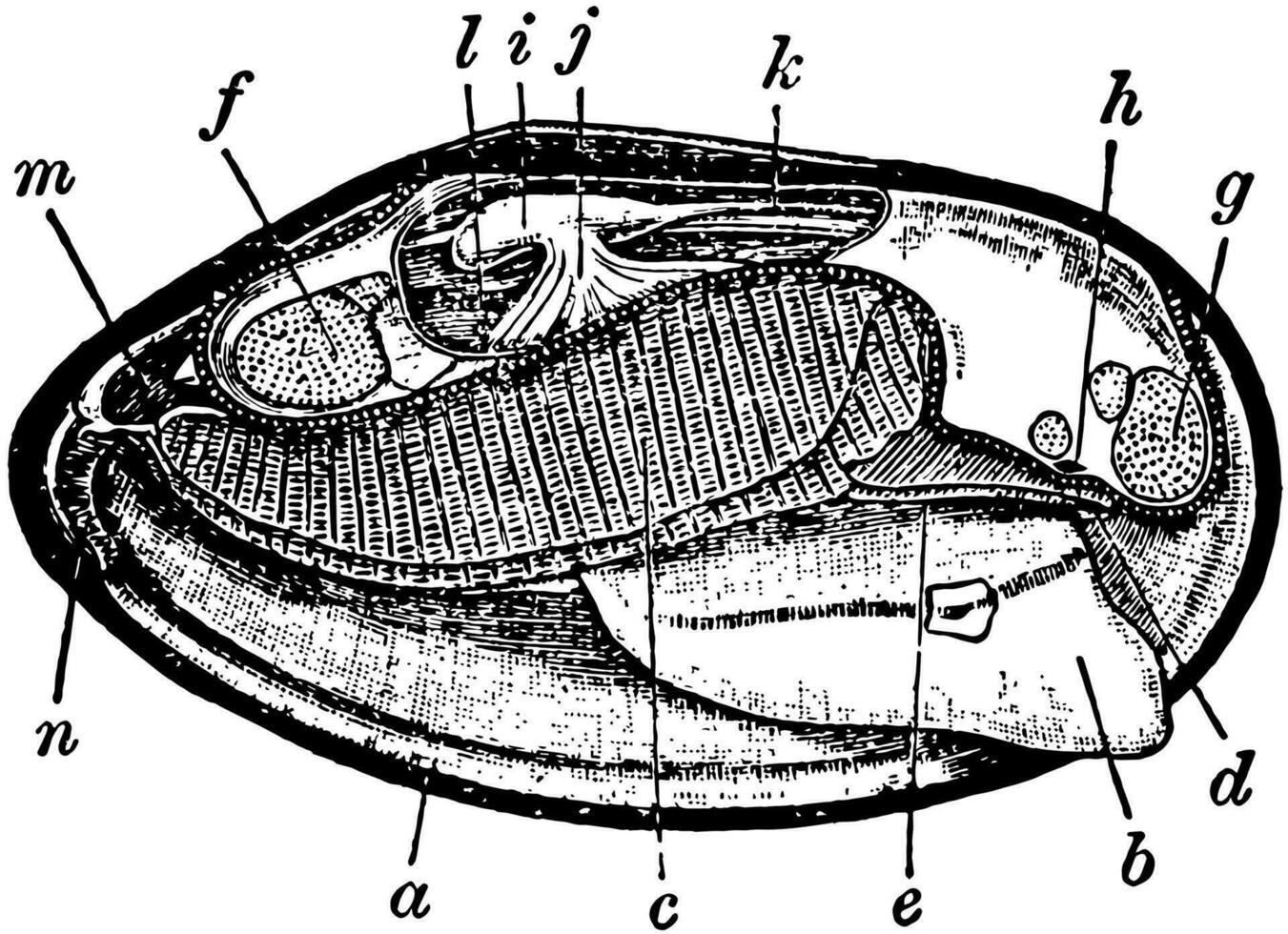 mejillón anatomía, Clásico ilustración. vector