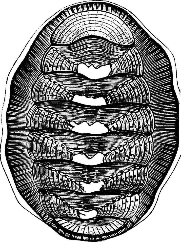 Chiton chilensis, vintage illustration. vector