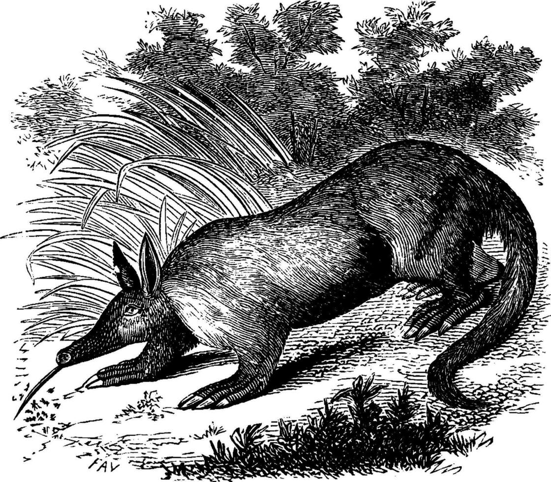 Aardvark, vintage illustration. vector