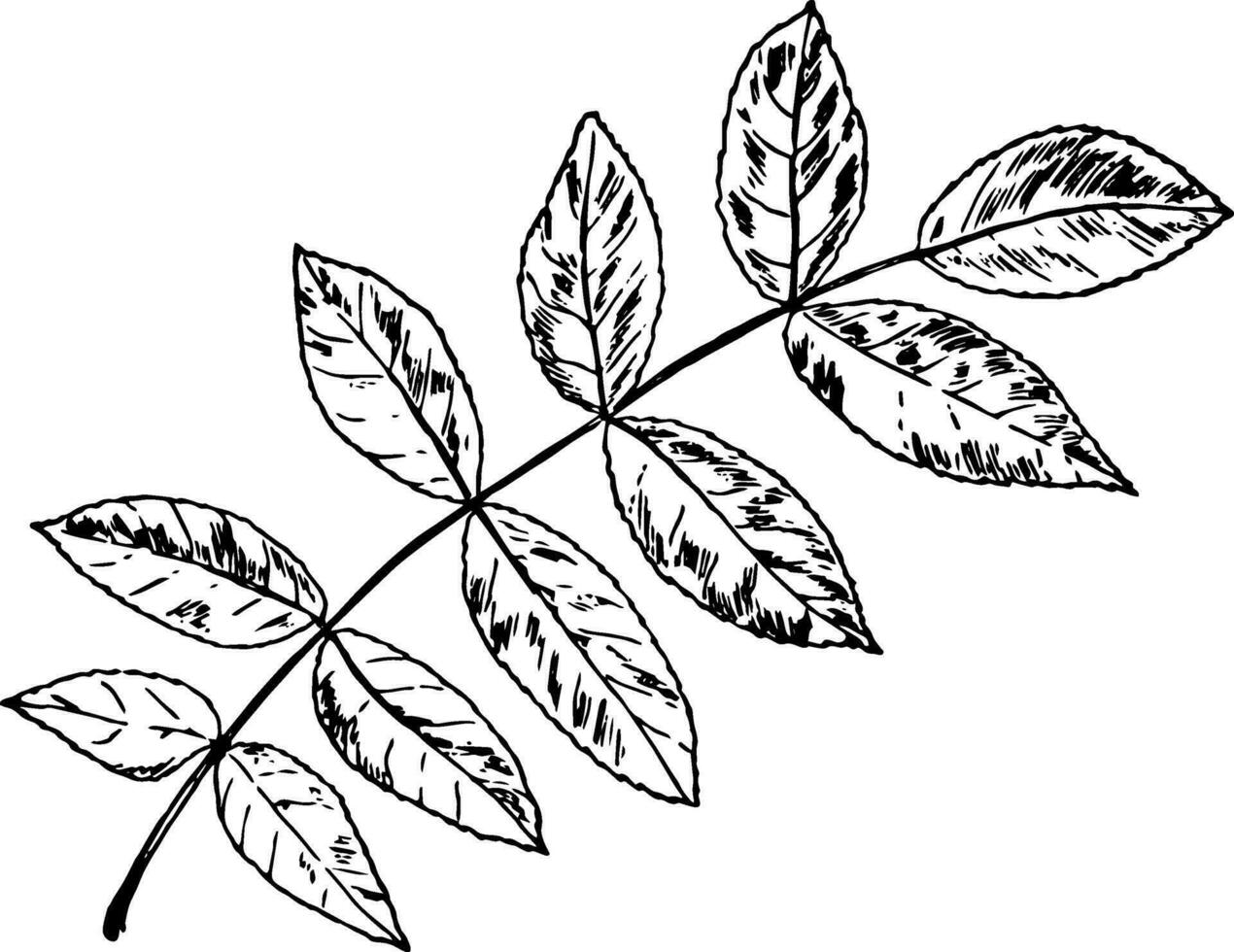 Butternut Leaf vintage illustration. vector