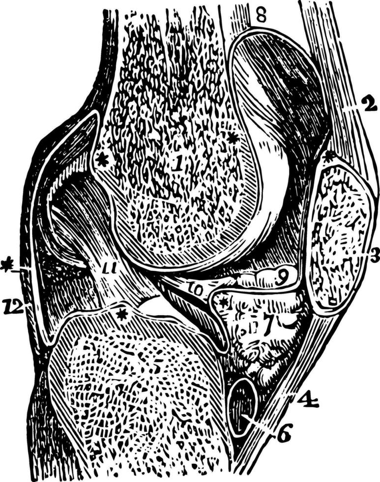 vertical sección de el rodilla articulación, Clásico ilustración. vector
